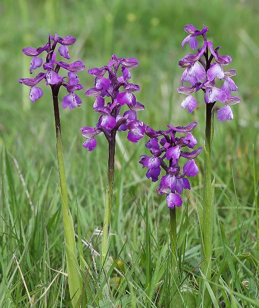 Green Winged Orchids.jpg